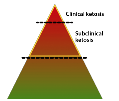 Wellion VET pyramid ketosis stages